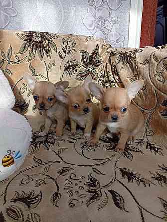 Продам щенков . Донецк