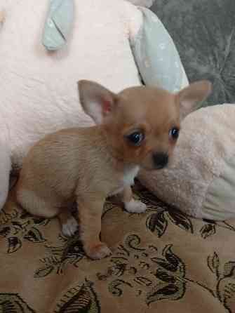 Продам щенков . Донецк