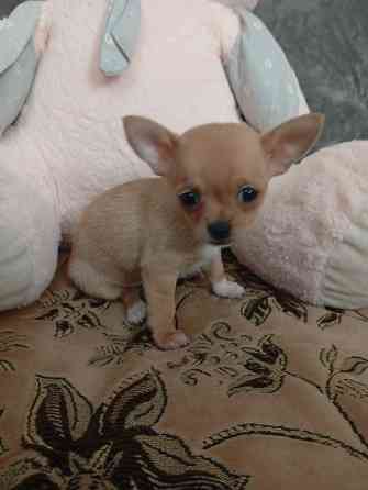 Продам щенков . Донецк