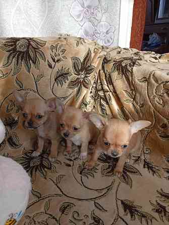 Продам щенков . Донецк