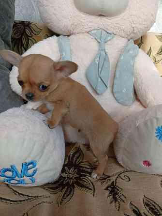 Продам щенков . Донецк