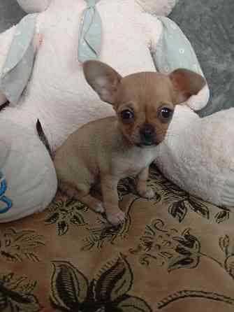 Продам щенков . Донецк