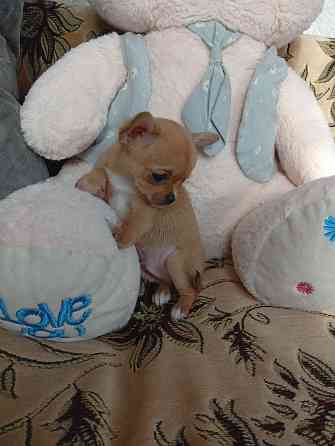 Продам щенков . Донецк