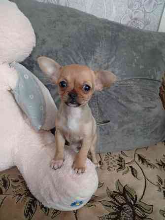 Продам щенков . Донецк