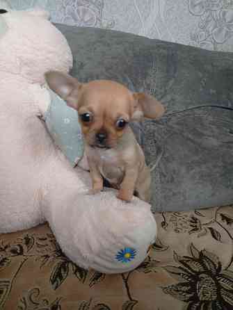 Продам щенков . Донецк