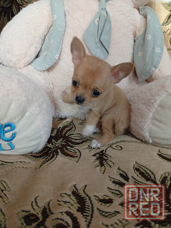 Продам щенков . Донецк - изображение 6