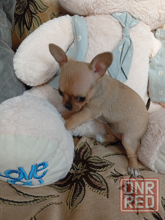 Продам щенков . Донецк - изображение 5