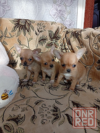 Продам щенков . Донецк - изображение 1