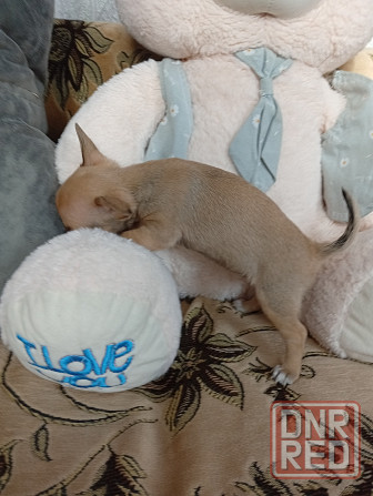 Продам щенков . Донецк - изображение 7