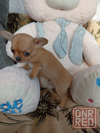 Продам щенков . Донецк - изображение 3