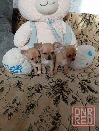 Продам щенков . Донецк - изображение 8