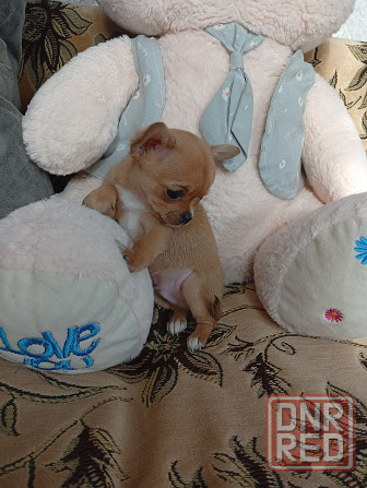 Продам щенков . Донецк - изображение 4