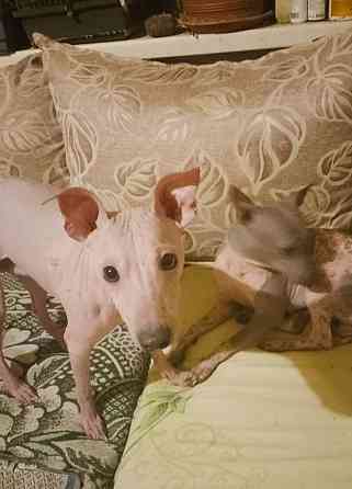 Щенки американского голого терьер Донецк