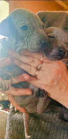 Щенки американского голого терьер Донецк