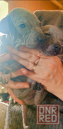 Щенки американского голого терьер Донецк - изображение 2