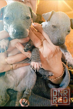 Щенки американского голого терьер Донецк - изображение 3