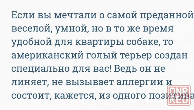 Щенки американского голого терьер Донецк - изображение 5