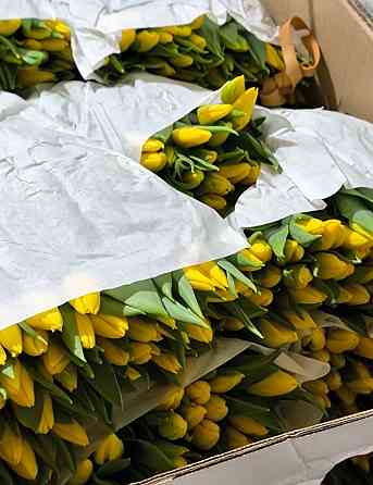 Флористы для продажи тюльпана |Донецк| !можно без опыта работы работа донецк днр поиск сотрудников Донецк