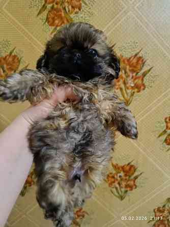 Пекинес Донецк