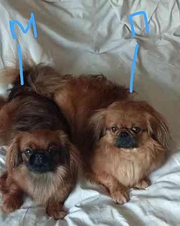 Пекинес Донецк