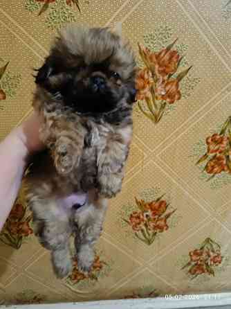 Пекинес Донецк