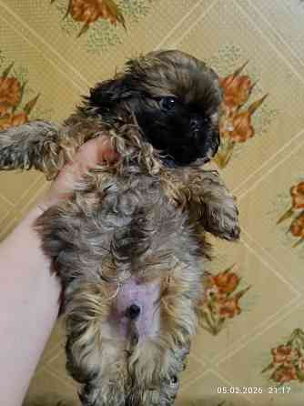 Пекинес Донецк