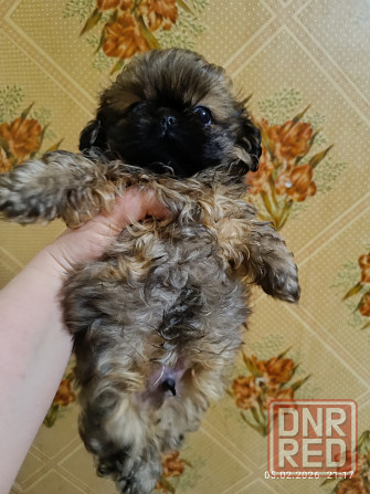 Пекинес Донецк - изображение 3