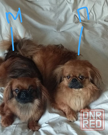 Пекинес Донецк - изображение 5