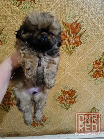 Пекинес Донецк - изображение 2