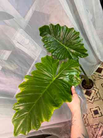 Алоказия портодора крупномер Донецк