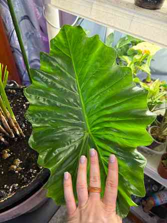 Алоказия портодора крупномер Донецк