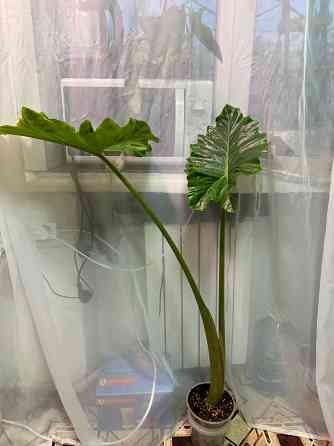 Алоказия портодора крупномер Донецк