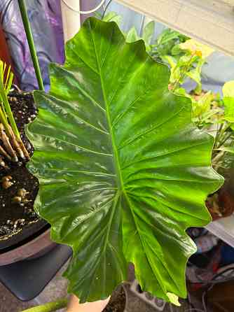 Алоказия портодора крупномер Донецк