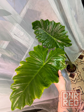 Алоказия портодора крупномер Донецк - изображение 4