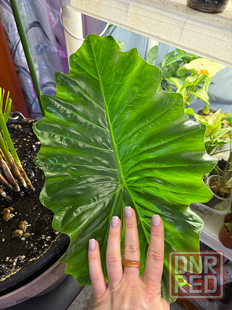 Алоказия портодора крупномер Донецк - изображение 2