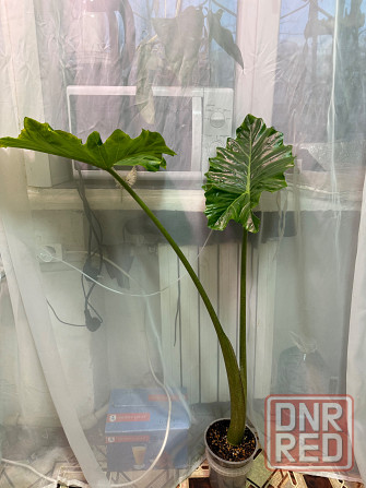 Алоказия портодора крупномер Донецк - изображение 3