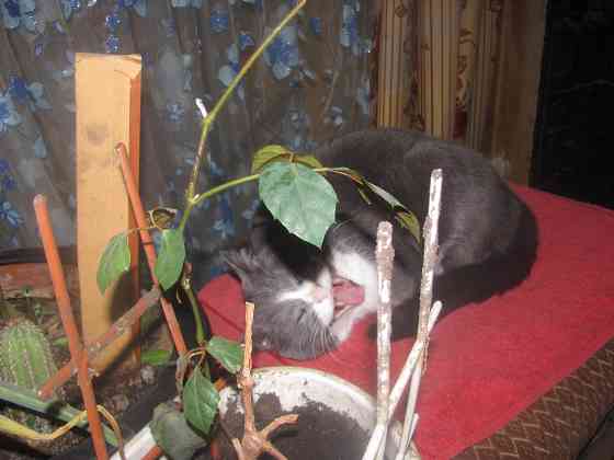 Что нарот в магазине 'покупай' Донецк