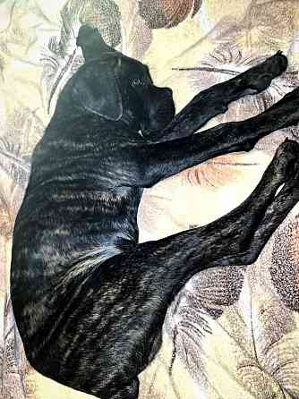 Продажа Канне-Корса Макеевка