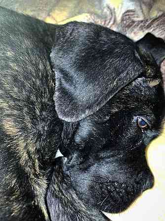 Продажа Канне-Корса Макеевка