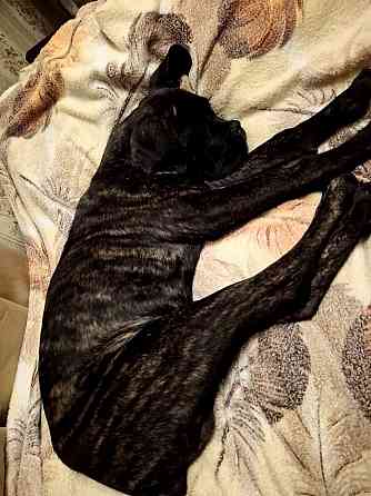 Продажа Канне-Корса Макеевка