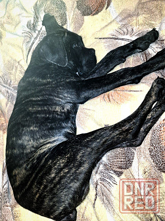 Продажа Канне-Корса Макеевка - изображение 2