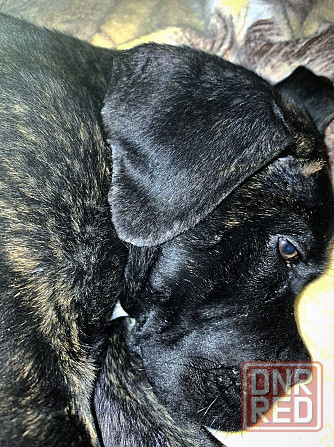 Продажа Канне-Корса Макеевка - изображение 3