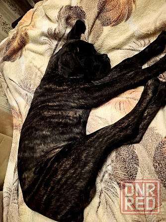 Продажа Канне-Корса Макеевка - изображение 1