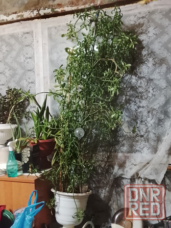 Дерево Молочай лиственный Донецк - изображение 1