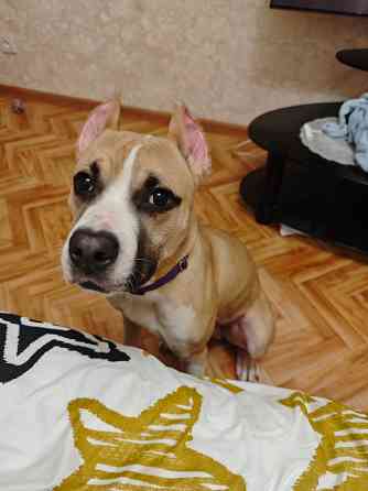 Щенок Амстаффа Донецк