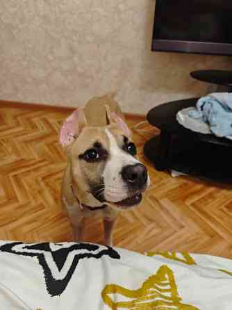 Щенок Амстаффа Донецк