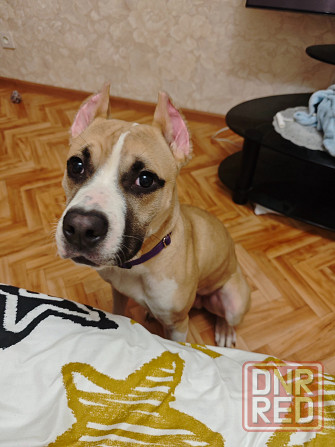 Щенок Амстаффа Донецк - изображение 1