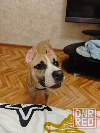 Щенок Амстаффа Донецк - изображение 2