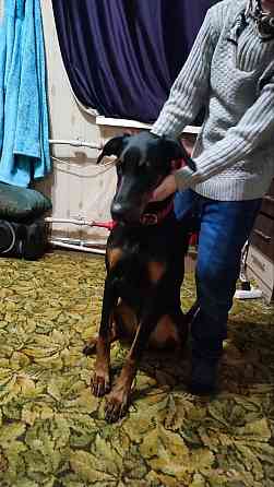 Щенок доберман девочка Донецк