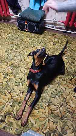 Щенок доберман девочка Донецк